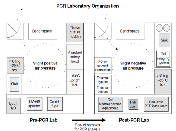 <ul><li><p>Pre-PCR area</p><ul><li><p>Reagent preparation</p></li><li><p>Specimen preparation</p></li><li><p>slight positive air pressure to keep stuff from flowing out</p></li></ul></li><li><p>Post-PCR area</p><ul><li><p>Amplification</p></li><li><p>Detection</p></li><li><p>slight neg air pressure to keep stuff inside area </p></li></ul></li></ul><p></p>