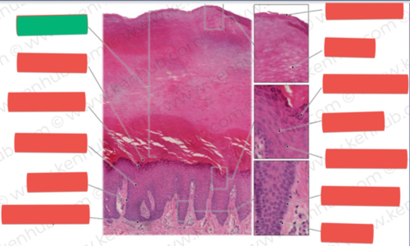 knowt flashcard image