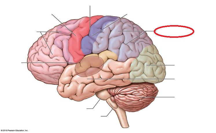 <p>Identify the indicated lobe of the cerebral hemispheres</p>