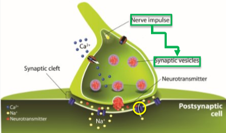 <p>Neurotransmitters then carry the signal across the synaptic gap. They bind to receptor sites on the post synaptic cell which them becomes activated</p>