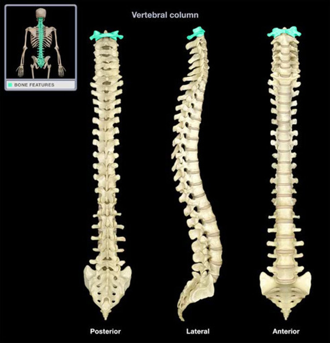 <p>the first cervical vertebra (C1) of the spine which carries the head and permits it to rotate and pivot. It is named after the god in Greek mythology that carries the world on his shoulders.</p>