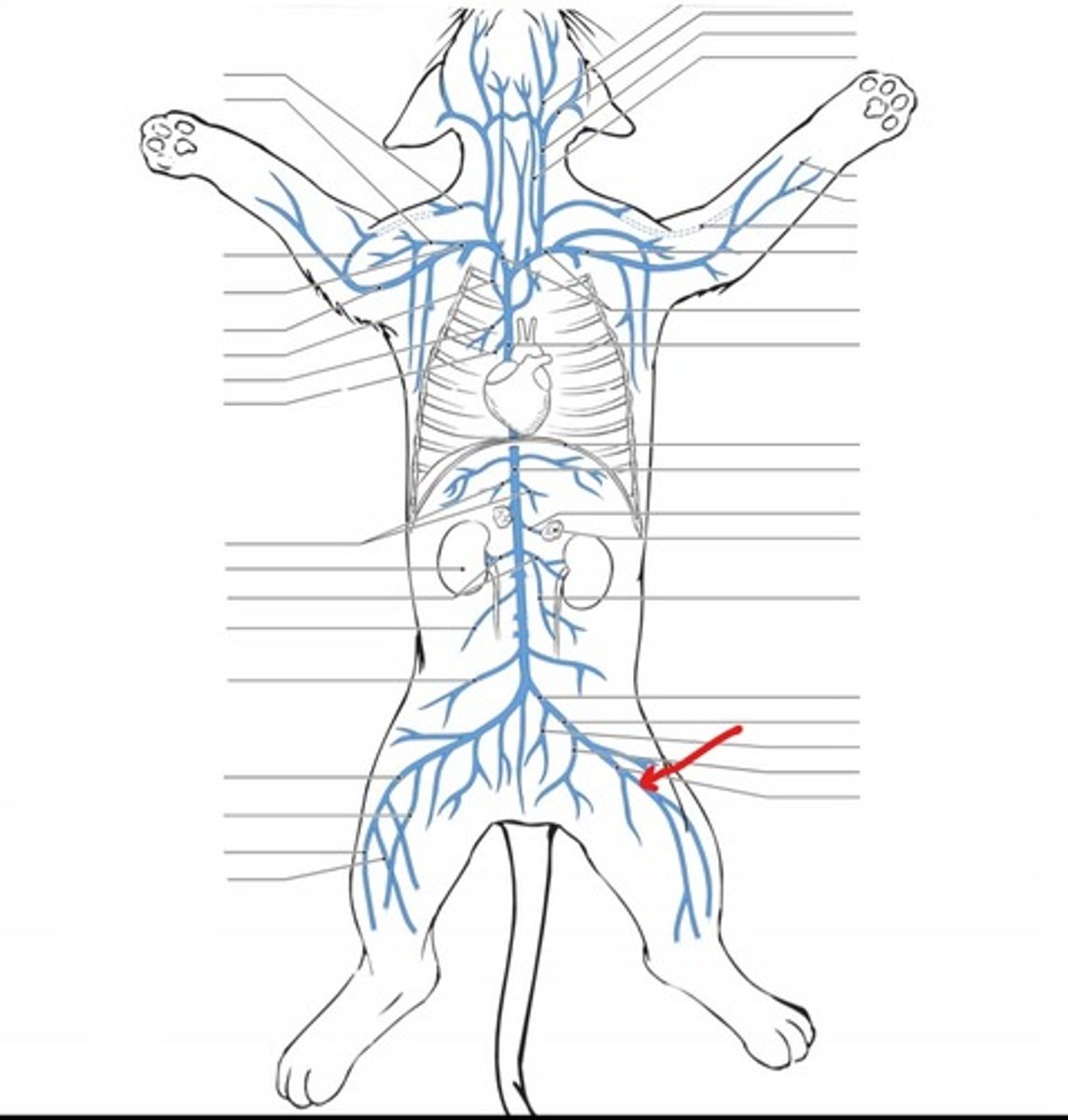 <p>identify the vein</p>