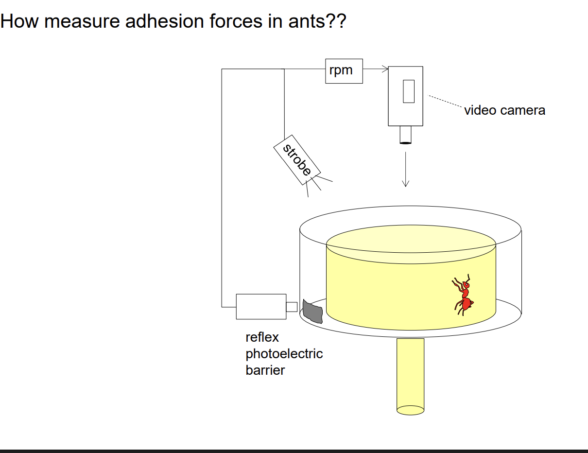 <ul><li><p>To measure adhesion forces in ants</p></li></ul><p></p>