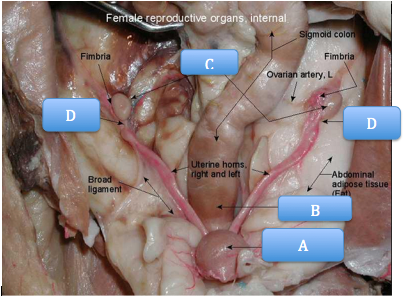 <p>Identify C</p>