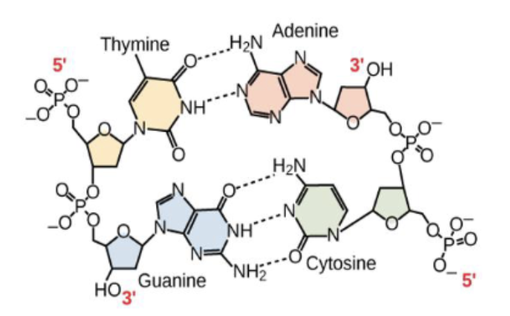 <p><span><span>A mutation occurs in this portion of a chromosome where cytosine replaces thymine. What impact do you think this will have on the DNA structure below?<br>A. This will have very little effect on the DNA secondary (2º) structure.<br>B. This will cause the phosphodiester bonds to break, and the DNA will hydrolyze.<br>C. This will cause the DNA secondary (2º) structure to denature or unzip.<br>D. This will cause a bulge in the DNA secondary (2º) structure.<br>E. This will cause a major distortion in the DNA secondary (2º) structure</span></span></p>