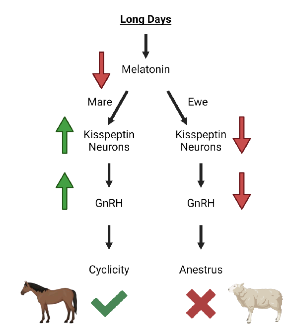 <ol><li><p>kisspeptin neurons go up</p></li><li><p>GnRH increases</p></li><li><p>cyclicity occurs</p></li></ol><p></p>