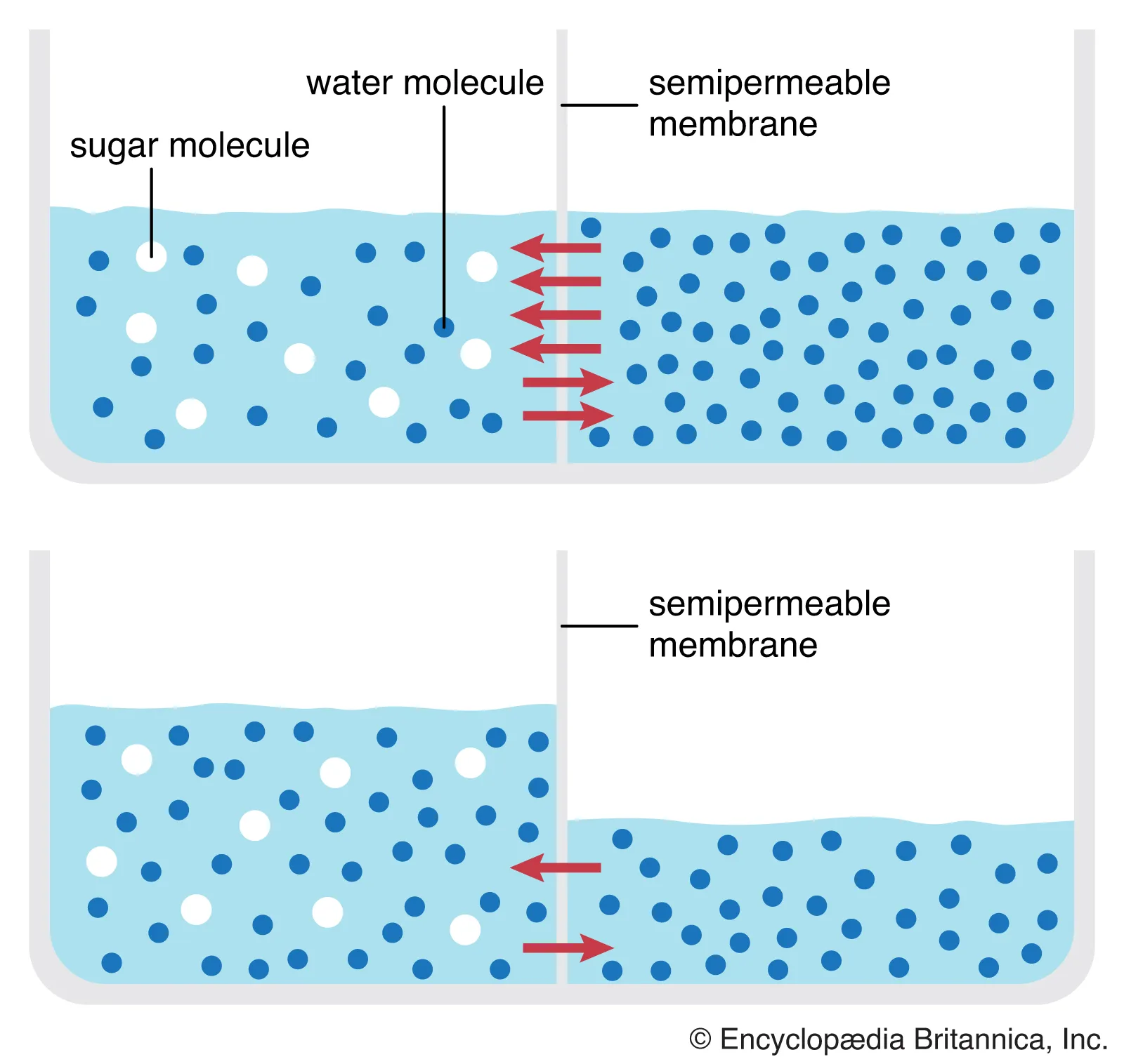 <p>diffusion of water across a semi-permeable membrane. goal is to create equal conc on both sides </p>
