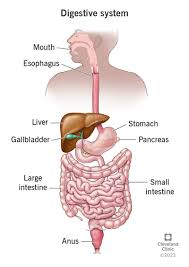 <p>stomach, small intestine, large intestine, liver, gallbladder</p>