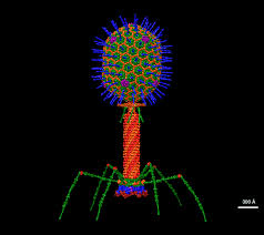 <p>Bacteriophages </p>