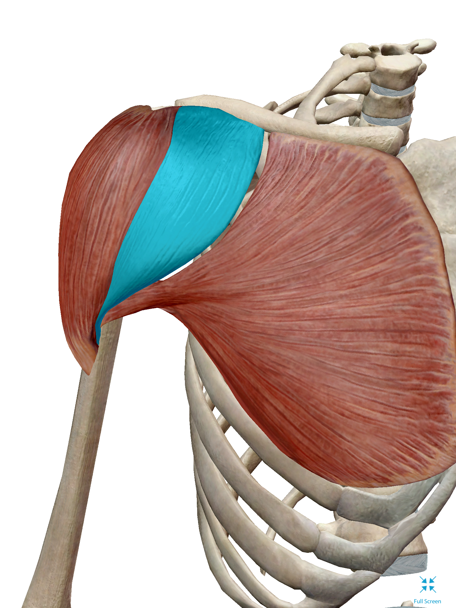 <p>origin is lateral third of clavicle, acromin process, spine of the scapula and insertion is deltoid tuberosity.</p>
