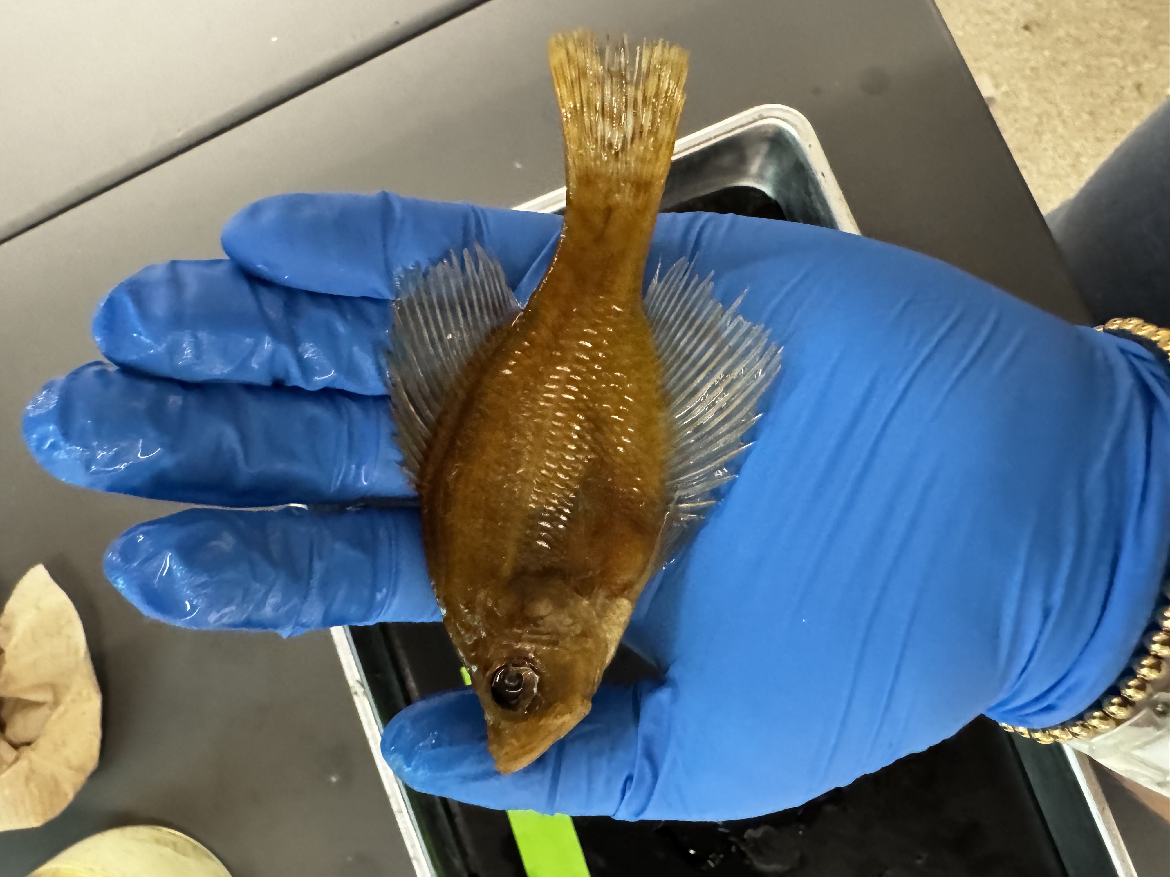 <p>Family:</p><p>Species:</p><p>Scientific:</p>