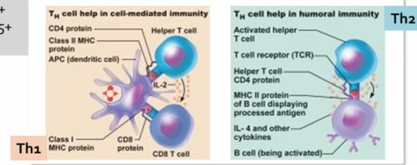<p>- CD4+</p><p>- Aid in the induction of cellular and humoral response by providing essential signals that drive T-cell and B-cell differentiation and clonal expansion</p><p>- Without, would not be able to mount an effective adaptive immune response </p><p>- 3 subtypes: Th1, Th2, Th17</p><p>Th1:</p><p>- Largely secrete a chemical signal IL-2 which helps to fully activate cytotoxic T-cells</p><p>- Secrete interferon-gamma which helps to promote the differentiation of more T-helper cells into Th1 cells</p><p>Th2:</p><p>- Secrete IL-4 which provides the co-stimulatory signal necessary to fully active B-cells that have come into contact with foreign antigens </p><p>- IL-6 = Proinflammatory cytokine </p><p>Th17:</p><p>- Secrete Il-17 which activates neutrophils and plays a major role in fighting fungal infections </p><p>*Interaction between the B-cell and the helper T-cell is stabilized by CD4</p>