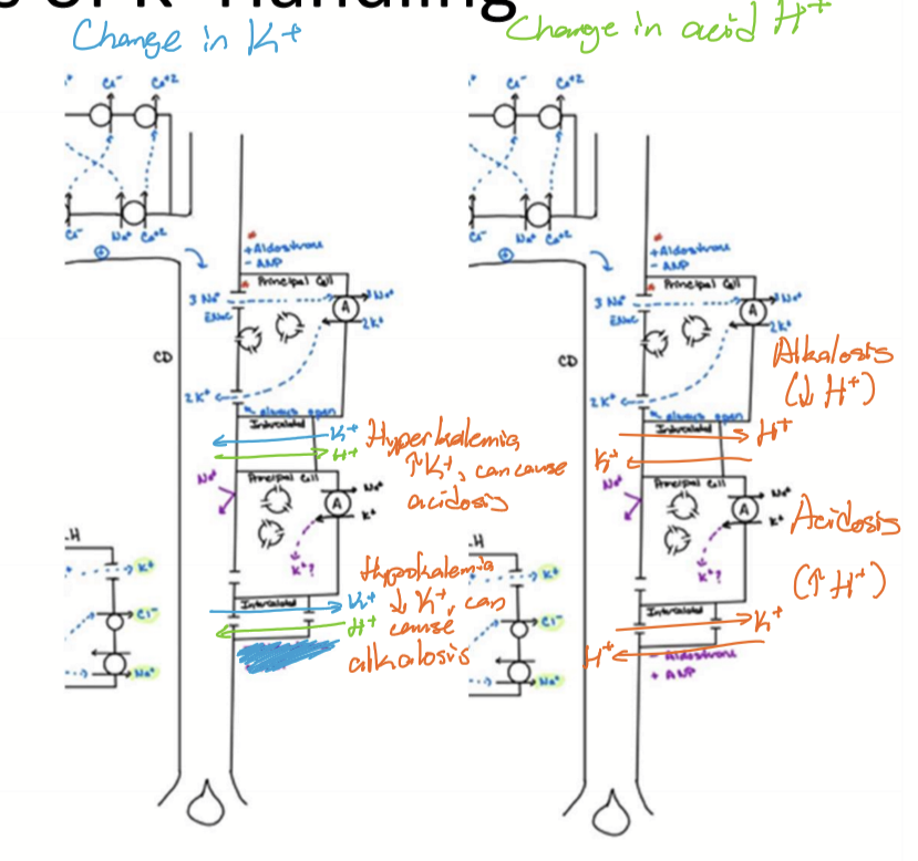 <p>In the CD, intercalated cells have bidirectional exchange of K and H. If hyperkalemia, K secretion and H reabsorption, can cause acidosis. If hypokalemia, K reabsorption and H secretion, can cause alkalosis. If acidosis, hyperkaemia. If alkalosis, hypokalemia. </p>