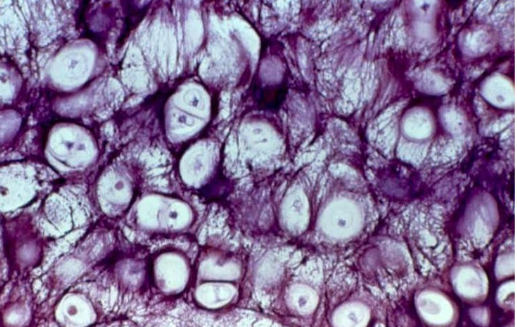 <p>Tissue locations</p>