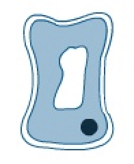 <p>what happens when a cell is placed in a concentrated solution?</p>