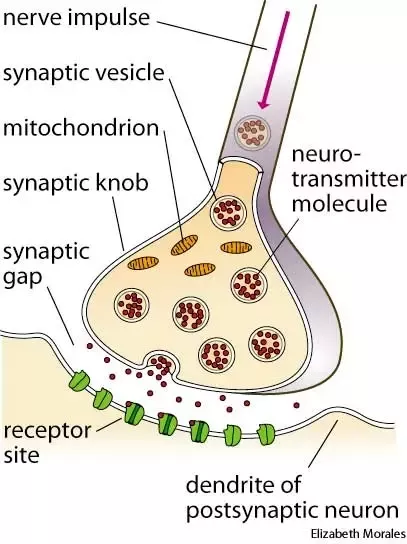 <p>Branches at <strong>end of axon.</strong></p><ul><li><p><strong>Synaptic knob/terminal button</strong>: rounded areas on the end of axon terminals.</p></li><li><p><strong>Synaptic vesicles</strong>: sack-like structures found inside the synaptic knob <strong>containing chemicals.</strong></p></li><li><p>Messages sent through <strong>neurotransmitters. </strong></p></li></ul>