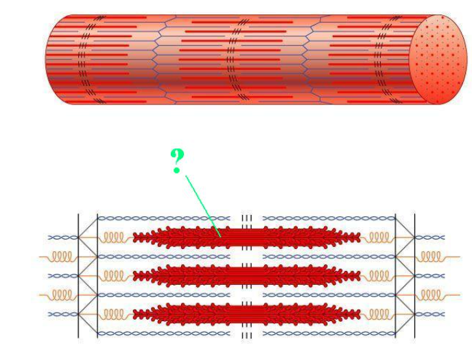 <p>Identify the indicated region of the sarcomere ho</p>