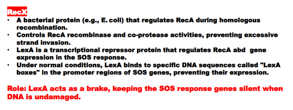 <p>RecX represses the activity of the RecA <strong>protein</strong></p><p>LecA represses the EXPRESSION of the Rec A<strong> gene,</strong> acting as a brake, keeping the SOS response genes silent when DNA is undamaged.</p>