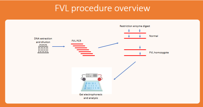<ul><li><p><span>DNA extraction</span></p></li><li><p><span>PCR of human DNA</span></p></li><li><p><span>Restriction enzyme digest of FVL PCR product</span></p></li><li><p><span>Run on gel electrophoresis</span></p></li><li><p><span>Analyze</span></p></li></ul><p></p>