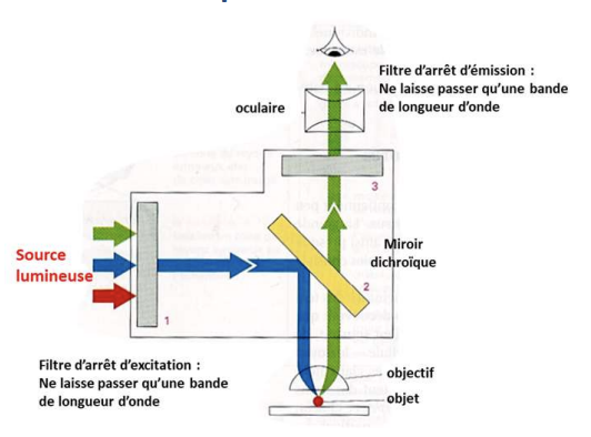 <p><strong>Filtre d’excitation</strong>, qui ne laisse passer qu’une bande précise de longueurs d’onde. </p><p>Cette lumière bleue est ensuite dirigée vers un <strong>miroir dichroïque</strong>, un dispositif qui réfléchit certaines longueurs d’onde tout en en laissant passer d’autres. </p><p><br>Ce miroir redirige la lumière vers l’échantillon, où une <strong>molécule fluorescente </strong>(qu’il s’agisse d’un <strong>fluorochrome</strong> ou d’une <strong>molécule naturellement fluorescente</strong>) a été introduite. <br><br>Cette molécule, sensible à la longueur d’onde incidente, est alors excitée, et émet une nouvelle longueur d’onde, généralement plus longue que celle d’excitation (phénomène appelé « <strong>décalage de Stokes</strong> »). <br><br>Cette lumière émise peut cette fois traverser le miroir dichroïque. <br><br>Elle passe ensuite à travers un <strong>filtre d’émission</strong>, qui ne laisse passer que la bande de longueurs d’onde correspondant à cette émission. <br><br>Enfin, l’image est observée à l’aide d’un <strong>oculaire</strong> ou d’un <strong>capteur</strong>, tel qu’une caméra. <br><br><strong>L’objectif</strong> et les <strong>oculaires</strong> sont orientés de manière opposée afin d’assurer la formation correcte de l’image.</p>