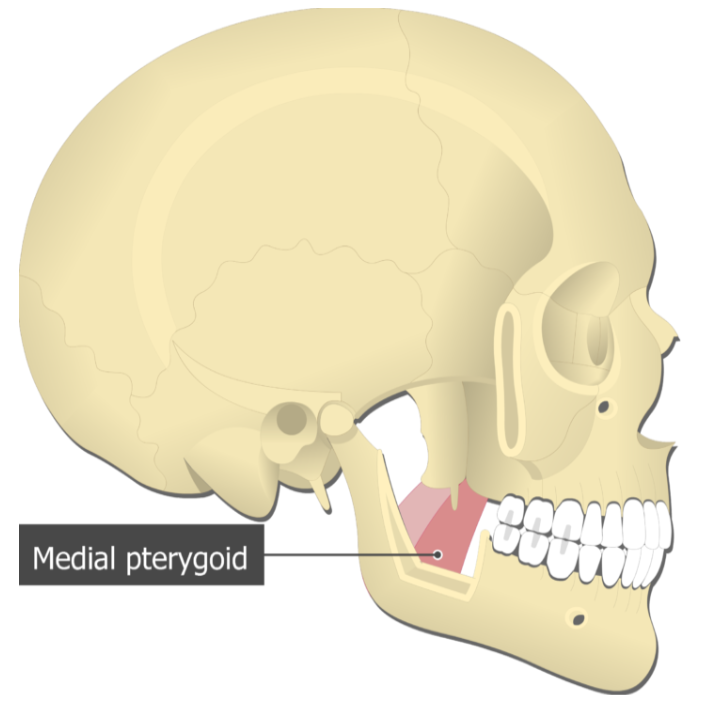 <p>Pterygoids (Medial) </p>
