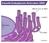 <p>used for detoxification and makes some lipids, e.g., steroids</p>