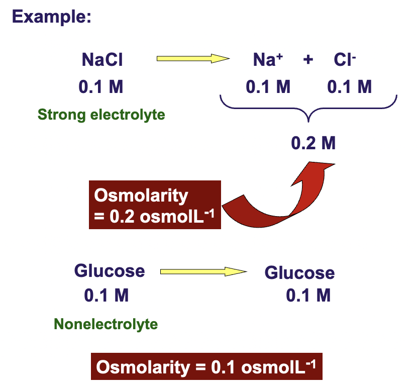 <p>osmosis is proportional to concentration</p>
<p>0.1 M NaCl<br />
molarity of the solution doesn't reveal enough abt the solution in terms of osmotic pressure</p>
<p>to express the concentration of all the particles in the solution contributing to the osmotic pressure, medical scientists use 'OSMOLARITY'</p>
<p>the greater the molarity of solN, the greater the osmotic pressure</p>
<p>Greater # of particles = greater pulling power = greater osmotic pressure</p>
<p>Glucose has covalent molecules that dissolve but don't break up</p>