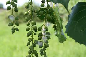 <p><span>A series of small, green, egg-shaped capsules that hang in catkins from female trees.</span></p>