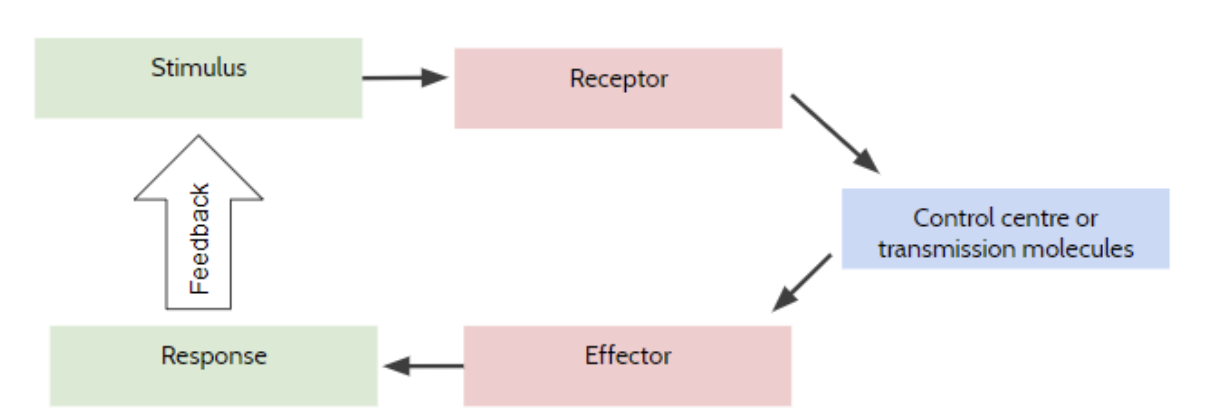 stimulus response model