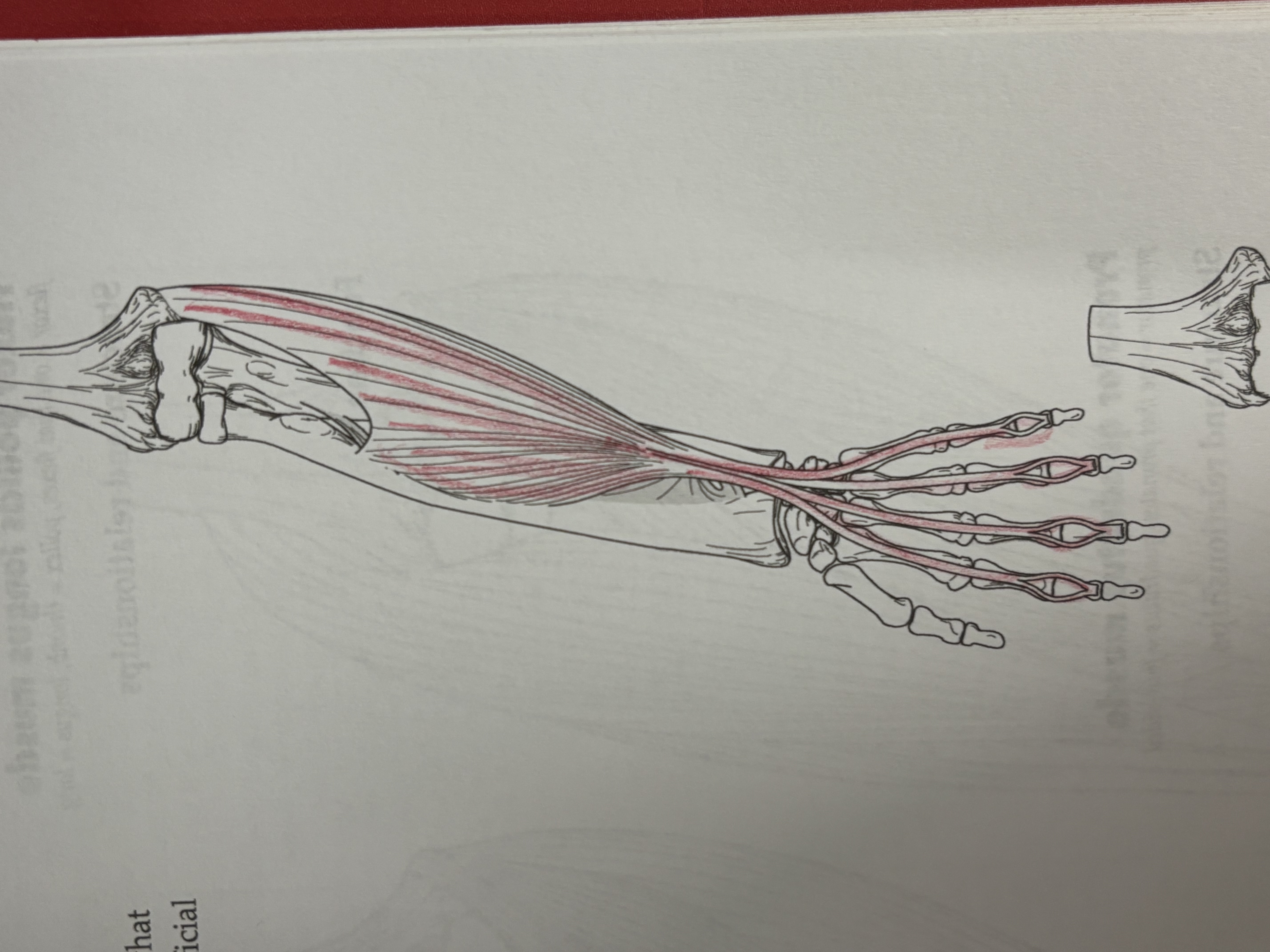 <p>what muscle is this</p>