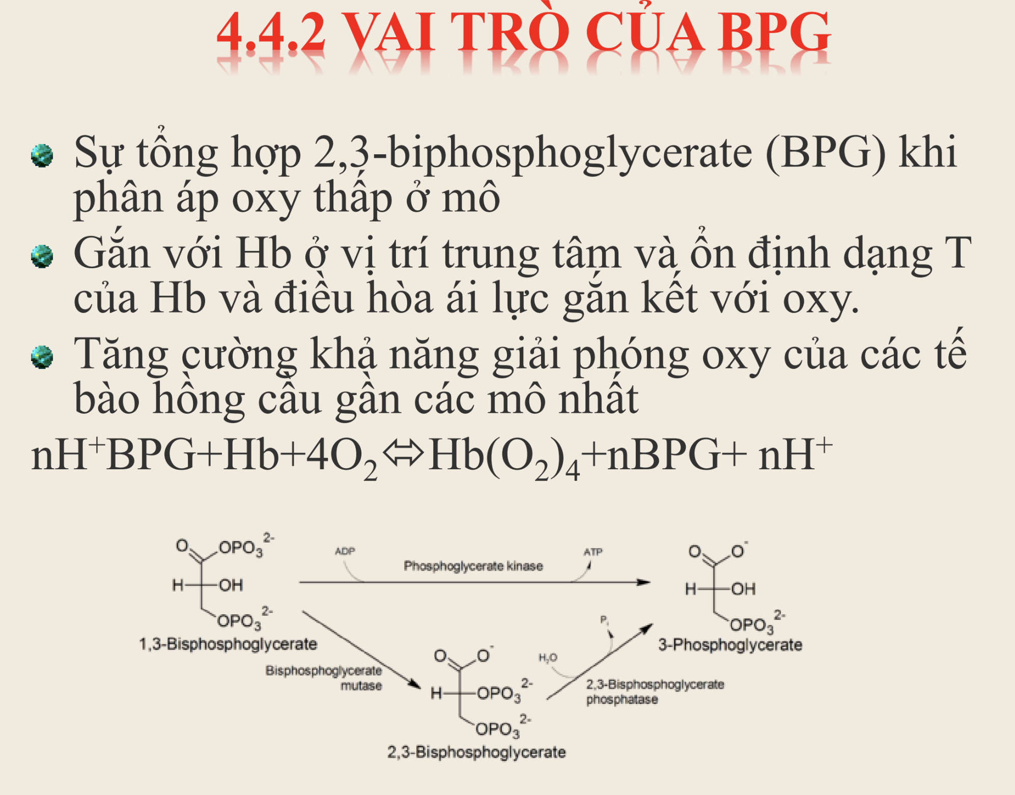 <p><strong>Điều nào sau đây đúng về vai trò của 2,3-bisphosphoglycerate (BPG) trong quá trình vận chuyển oxy của hemoglobin?</strong></p><p>A. BPG gắn vào chuỗi alpha của Hb, làm tăng ái lực Hb–O₂ để Hb giữ O₂ chặt hơn.</p><p>B. BPG gắn vào trung tâm Hb, ổn định cấu trúc dạng R, giúp Hb nhận O₂ dễ hơn.</p><p>C. BPG được tạo ra khi phân áp O₂ cao để tăng khả năng nhận O₂.</p><p>D. BPG gắn vào vị trí trung tâm Hb, ổn định dạng T, làm giảm ái lực với O₂ và tăng khả năng giải phóng O₂ tại mô.</p>