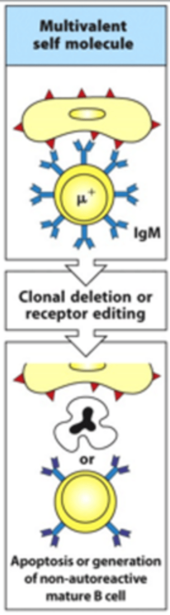 <p>- This cell is multivalent</p><p>- Produces quite a strong signal which is bad so clonal deletion occurs</p><p>--&gt; Can undergo receptor editing where you give the BCR a 'last chance' to change and adapt to stop binding self-antigens</p><p>--&gt; If this doesn't work, B cell is given apoptotic signals and dies</p>