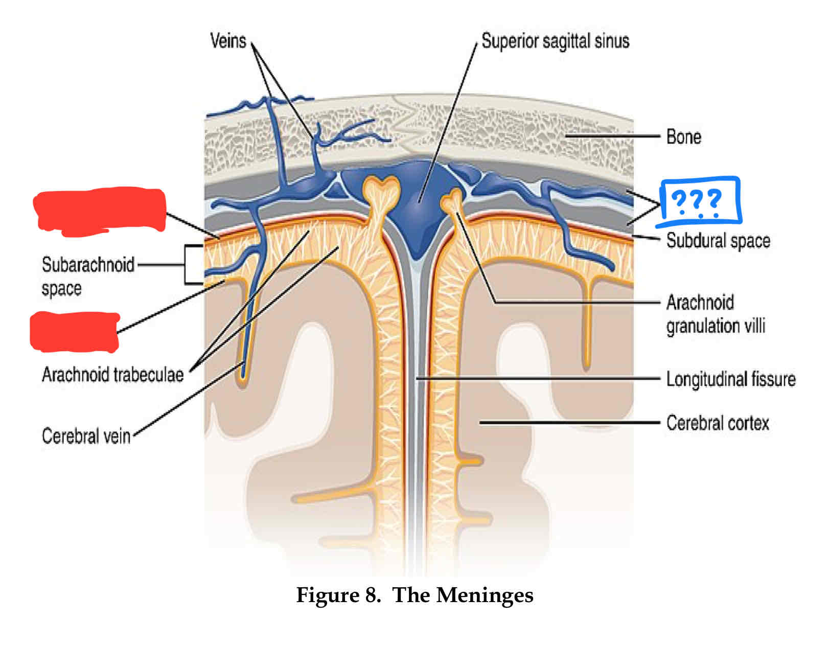 <p>outter most layer</p>