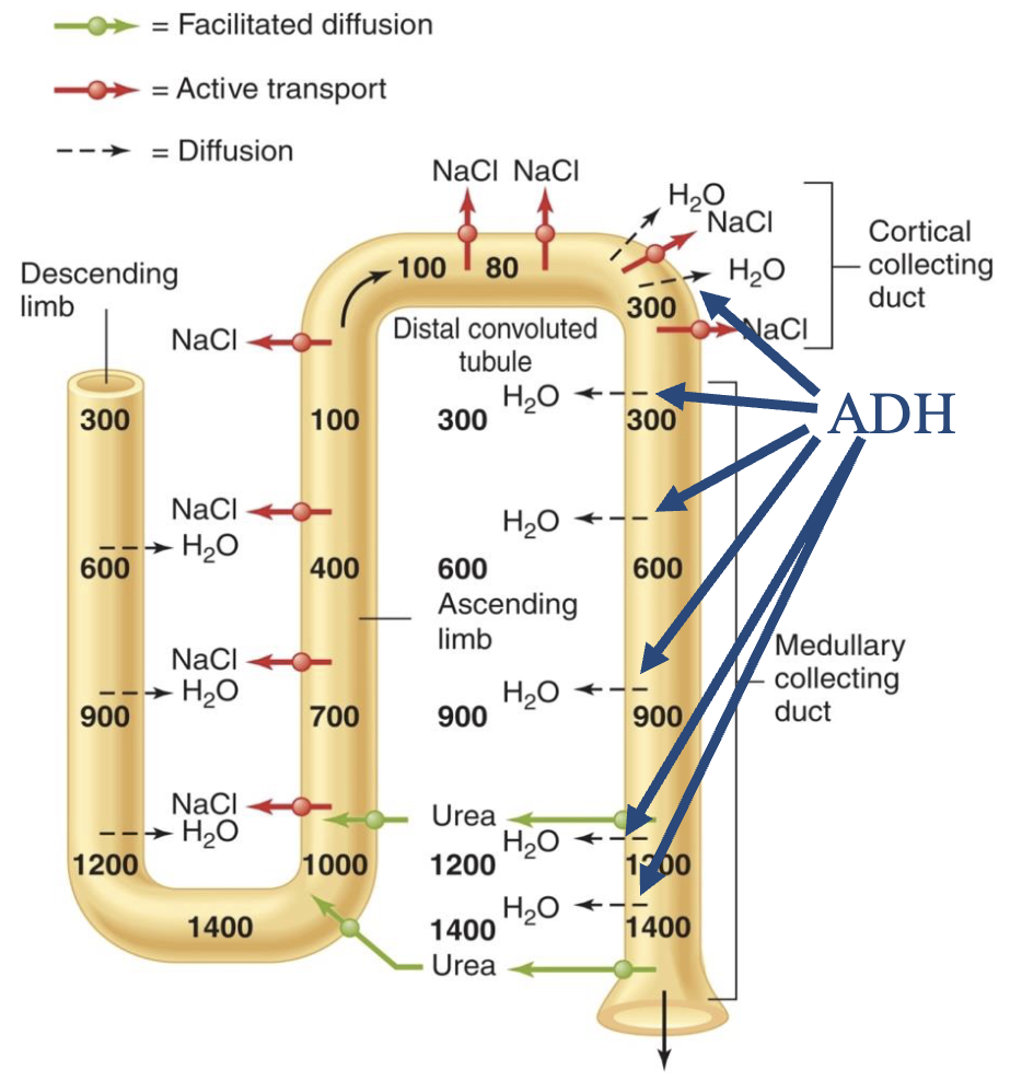 <ul><li><p>because of the hyperosmotic medullar ISF, filtrate can become highly concentrated with a low volume in the presence of ADH</p></li><li><p>net result: excretion of a low volume of highly concentrated urine</p></li></ul><p></p>