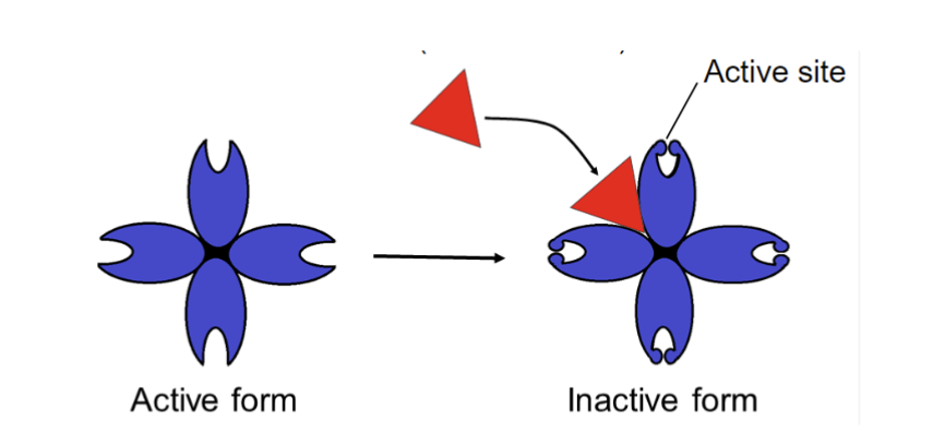 <p>what type of enzyme regulation is in the picture </p>