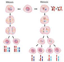 <p>What is the difference between Mitosis and Meiosis I? <em><mark data-color="yellow">NEED TO KNOW THESE</mark></em></p>