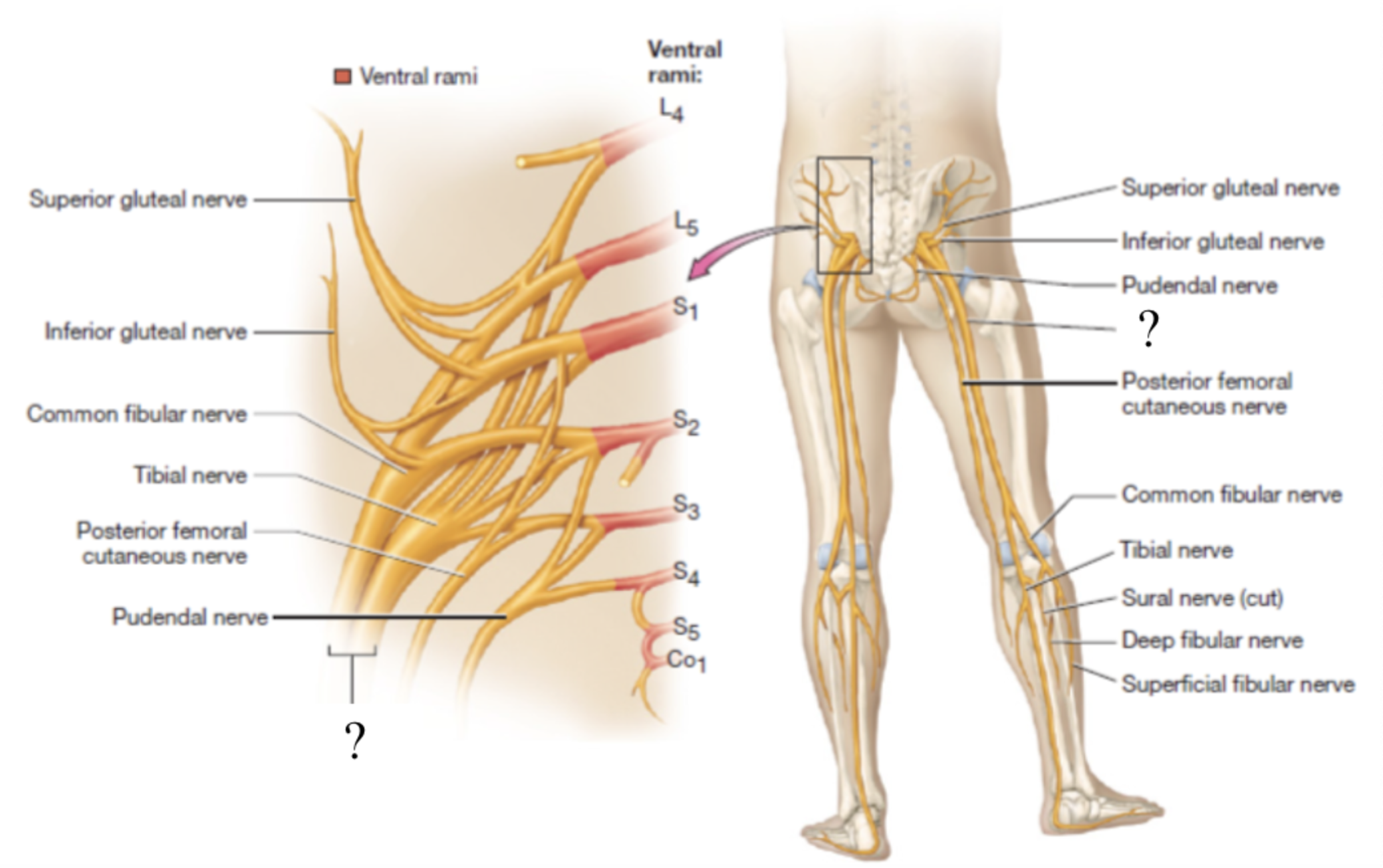 <p>largest nerve of the sacral plexus and in the body</p><ul><li><p>travels in the posterior thigh where it splits into two branches: tibial and common fibular nerves </p></li></ul><p></p>