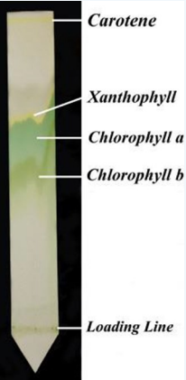 <p>technique used for separation of molecules</p><p>molecules will be separated based on their size, shape, molecular weight, affinity to the solvent, affinity to the solid phase, affinity to the solvent to the solid phase</p>