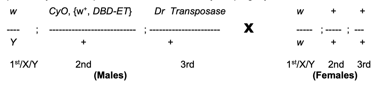 <p><strong>Females</strong>→ wild types</p><p><strong>Males</strong>→ carry</p><ol><li><p><strong>P construct P{w+, DBD-ET}</strong></p><ul><li><p>carries white+ gene inserted on a 2nd chromosome (CyO→ Curly of Oster)</p></li><li><p>which is marked by Curly (Cy)</p></li></ul></li><li><p>Mutation in endogenous w gene on X</p><ul><li><p>THEREFORE: only w+ is on the P element</p><ul><li><p>(so can follow the P element)</p></li></ul></li></ul></li><li><p>CyO→ ‘balancer’ chromosome</p><ul><li><p>carries <strong>multiple</strong> inversions which when heterozygous with wild-types chromosome→ prevent <strong>recovery</strong> of recombinants in the progeny</p><ul><li><p>HOWEVER: (not needed just yet) coz male Drosophila=no crossing over</p><ul><li><p><em>but still needed for females in other parts of crossing scheme</em></p></li></ul></li></ul></li></ul></li><li><p><strong>Third</strong> chromosome→ with <strong>tightly linked</strong> (so make sure know where transposase is)</p><ul><li><p>P transposase gene</p></li><li><p>and <strong>dominant</strong> marker→ Dr (Drop)</p></li></ul></li></ol><p></p>