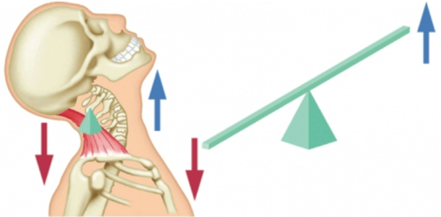 <p>a lever for which the muscle force and resistive force act on opposite sides of the fulcrum, example the neck</p>