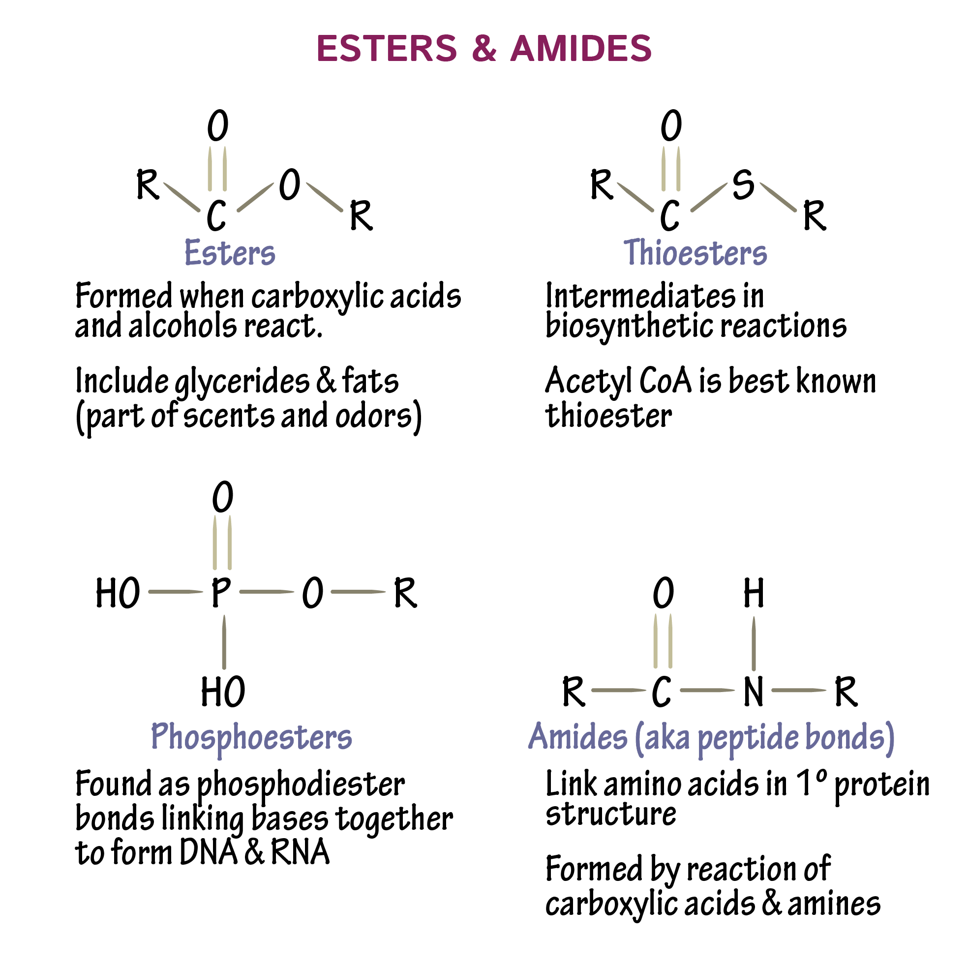 <p>A thiosester is an ester where the carbonyl carbon is attached to an S instead of oxygen</p><p>A phosphoester does not have a carbonyl. The double bond is between P and O.</p>
