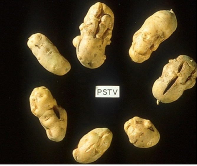 <p>Virus-like but not virus. </p><p>Circular RNA that can self replicate (No DNA conversion and no protein coating, capsid) eg. potato tuber spindle disease.</p>