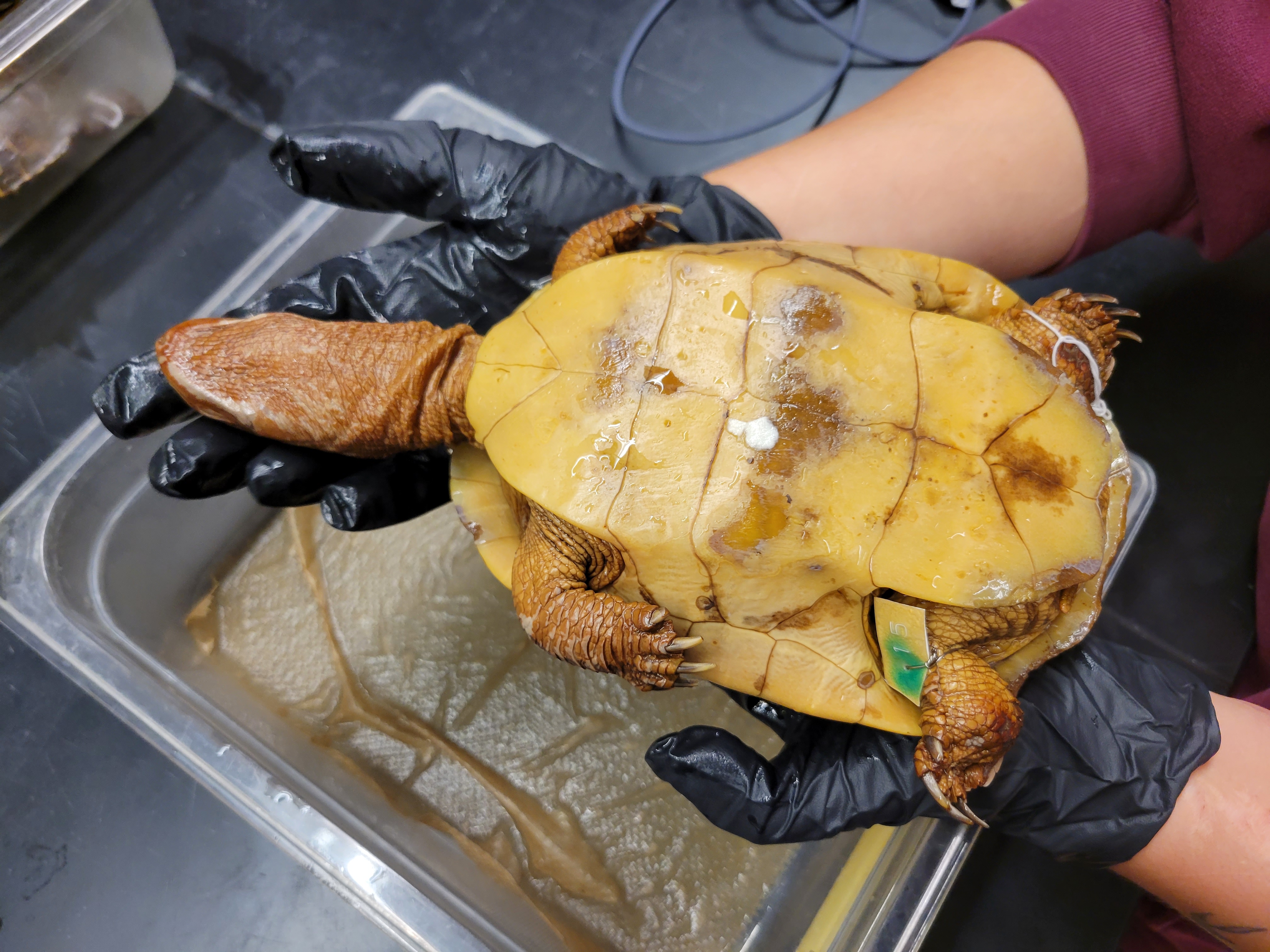 <p><span>F: Emydidae<br>Deirochelys reticularia</span></p>