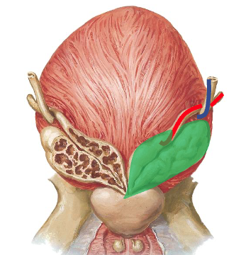 <p>1)Mellem rectum og vescica urinaria</p><p>2)Krydser under ductus deferens (rød)</p><p>3)Foran vesicula seminalis (grøn)</p><p>4)Indmunder i vesica urinaria</p><p></p>