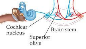 <p>brain stem region in the auditory pathway where inputs from both ears first converge </p>