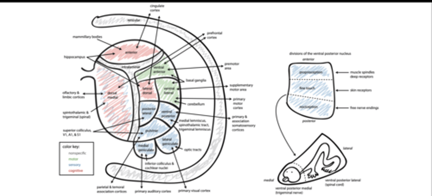 <p>Non-specific </p><p>Motor </p><p>Sensory </p><p>-association </p><p>Cognitive </p>