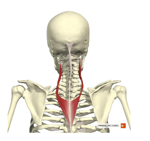 <p><span><span>M. Splenius cervicis</span></span></p>