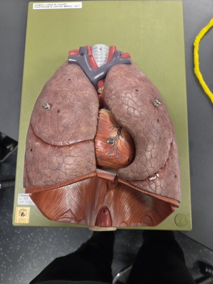 <p>The two big sacs (Quite obvious)</p>