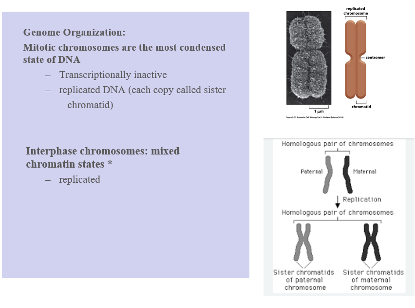 <ul><li><p>Mitotic; transcriptionally inactive (no gene expression)</p><ul><li><p>replicated DNA (each copy called sister chromatid)</p></li></ul></li><li><p>Interphase; mixed chromatin states, replicated </p></li><li><p><strong>Mitotic chromosomes:</strong></p><ul><li><p>This is the <strong>most condensed</strong> form of DNA—what you see under a microscope during <strong>mitosis</strong>.</p></li><li><p><strong>Key features:</strong></p><ul><li><p><strong>Transcriptionally inactive</strong> → Genes are not being expressed (DNA is too tightly packed).</p></li><li><p>DNA has been <strong>replicated</strong> and each chromosome consists of <strong>two identical sister chromatids</strong> joined at a <strong>centromere</strong></p></li></ul></li></ul><p><strong>Interphase chromosomes:</strong></p><ul><li><p>Interphase is the phase when cells are <strong>not dividing</strong>.</p></li><li><p>DNA is <strong>replicated</strong>, but <strong>not as tightly condensed</strong> as in mitosis.</p></li><li><p>The chromatin has <strong>mixed states</strong>:</p><ul><li><p>Some regions are <strong>euchromatin</strong> (loose, active)</p></li><li><p>Some regions are <strong>heterochromatin</strong> (dense, inactive)</p></li></ul></li></ul><p><span data-name="frame_with_picture" data-type="emoji">🖼</span> <strong>Right Panel: Image Summary</strong> <span data-name="top" data-type="emoji">🔝</span> <strong>Top Image:</strong></p><ul><li><p>Shows a <strong>highly condensed mitotic chromosome</strong>.</p></li><li><p>Includes:</p><ul><li><p><strong>Sister chromatids</strong> (replicated copies of one chromosome)</p></li><li><p><strong>Centromere</strong> (region that holds sister chromatids together)</p></li></ul></li></ul><p><span data-name="arrow_down_small" data-type="emoji">🔽</span> <strong>Bottom Image:</strong></p><ul><li><p>Shows a <strong>homologous chromosome pair</strong>:</p><ul><li><p>One from the <strong>mother</strong>, one from the <strong>father</strong>.</p></li></ul></li><li><p>After <strong>DNA replication</strong>, each homologous chromosome forms <strong>two sister chromatids</strong>.</p></li><li><p>So after replication, you have <strong>4 chromatids total</strong> (2 per homolog).</p></li></ul></li></ul><p></p>