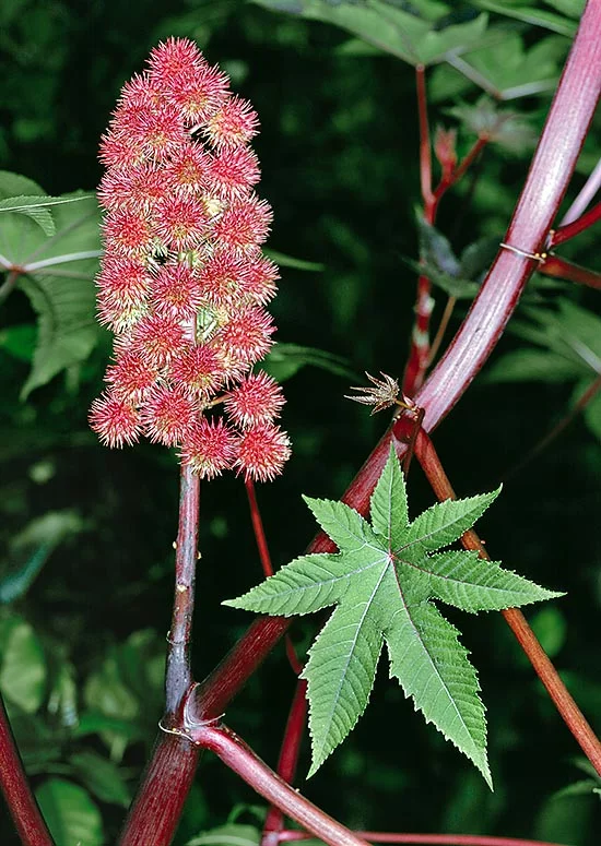 <p>Rizinus, Wunderbaum</p>